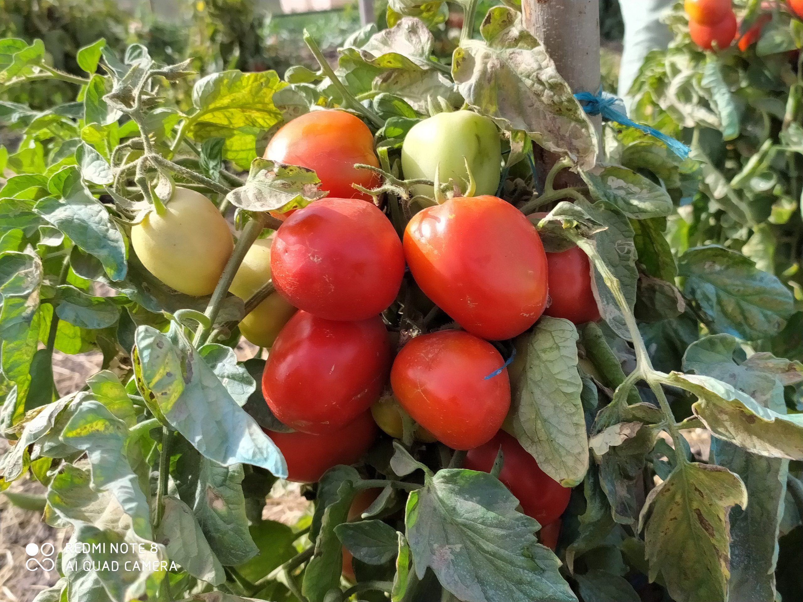 Résultats d’essai : tomate TEMBO au Gabon