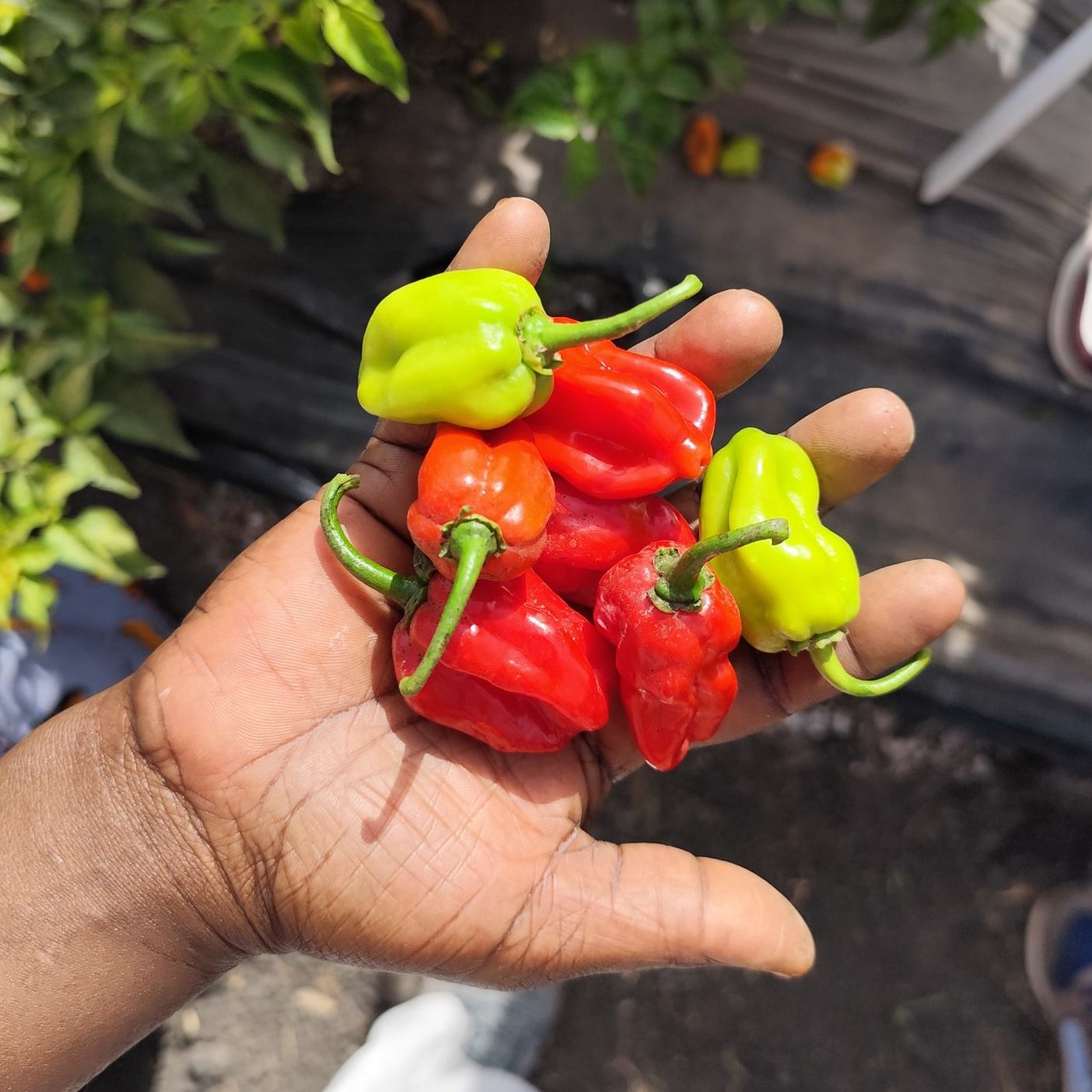 Retour d&rsquo;essai : ATAYINKA au Bénin